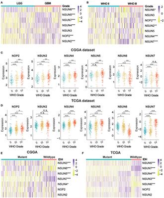 Identification of RNA: 5-Methylcytosine Methyltransferases-Related Signature for Predicting Prognosis in Glioma